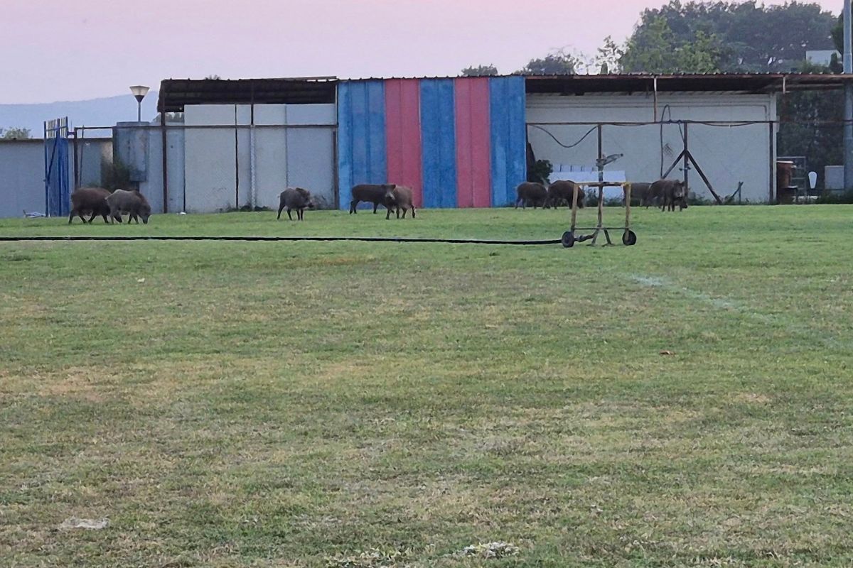 cinghiali San Lorenzo vecchio - foto Sangemini Sport cinghiali San Lorenzo vecchio - foto Sangemini Sport